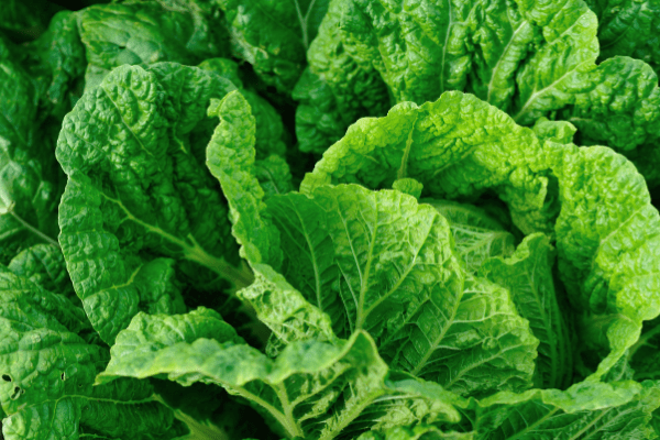 CABBAGE (GREEN)