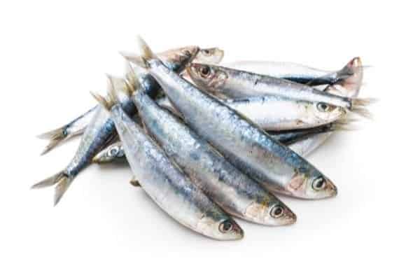 sardines calcim rich foods