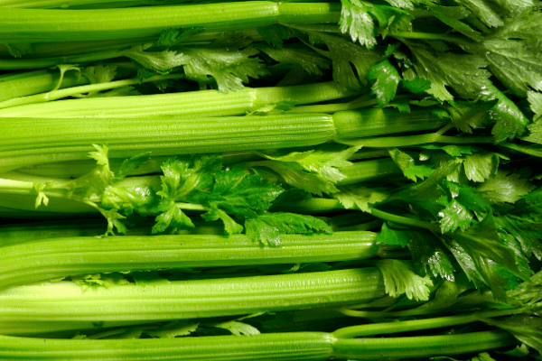 CELERY