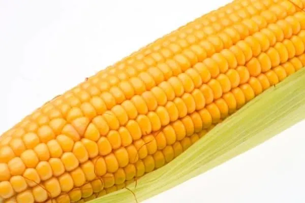 yellow corn