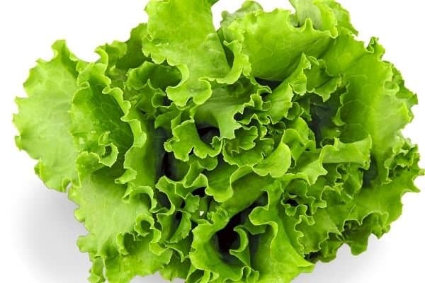 lettuce